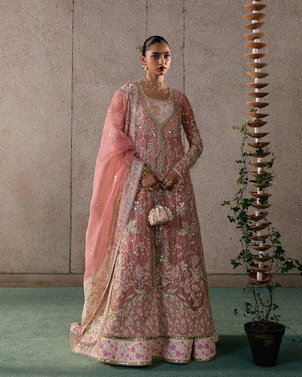 Suffuse Freeshia 25 (new)